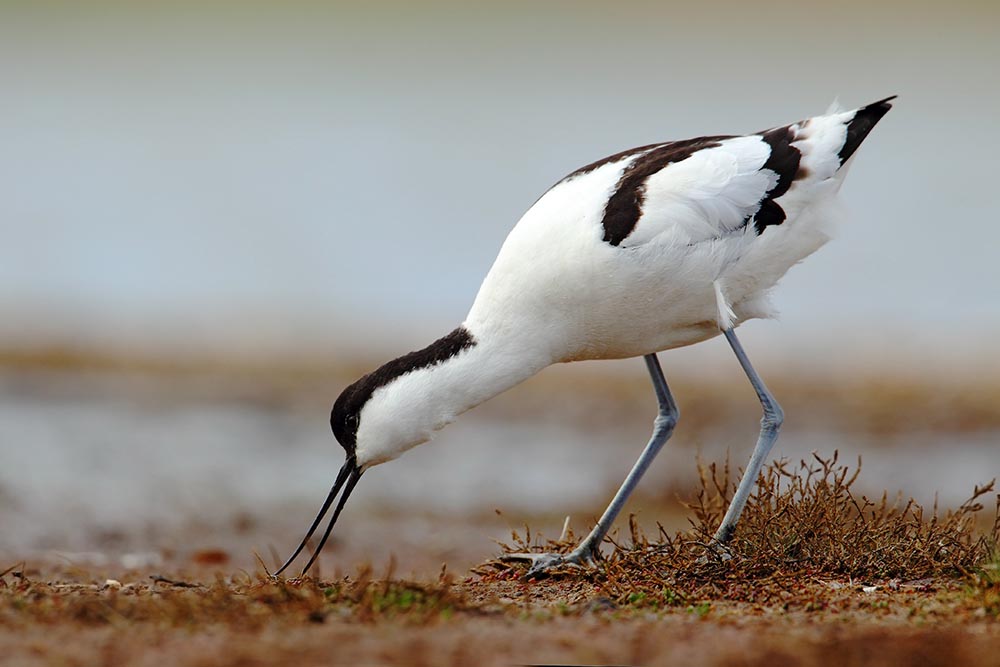 Ferienhaus Slufter Texel Vogel